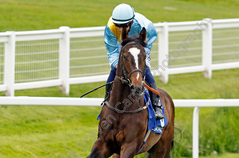 Rumstar 
 RUMSTAR (David Probert)
Sandown 26 May 2022 - Pic Steven Cargill / Racingfotos.com