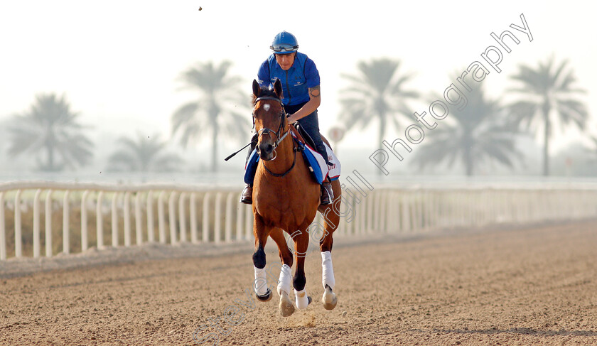 Dubai-Future-0003 
 DUBAI FUTURE exercising in preparation for Friday's Bahrain International Trophy
Sakhir Racecourse, Bahrain 16 Nov 2021 - Pic Steven Cargill / Racingfotos.com