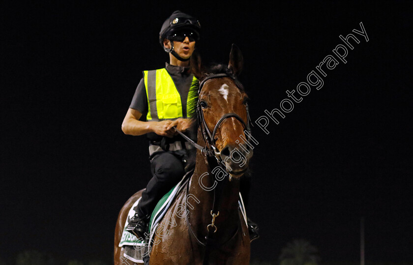 Liberty-Island-0006 
 LIBERTY ISLAND training for The Sheema Classic
Meydan Dubai 26 Mar 2024 - Pic Steven Cargill / Racingfotos.com