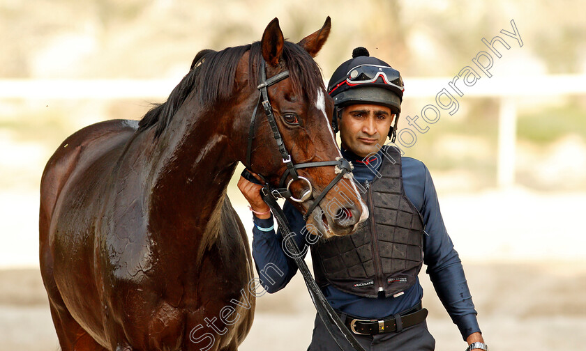 Global-Giant-0005 
 GLOBAL GIANT after training for the Bahrain International Trophy
Rashid Equestrian & Horseracing Club, Bahrain, 18 Nov 2020