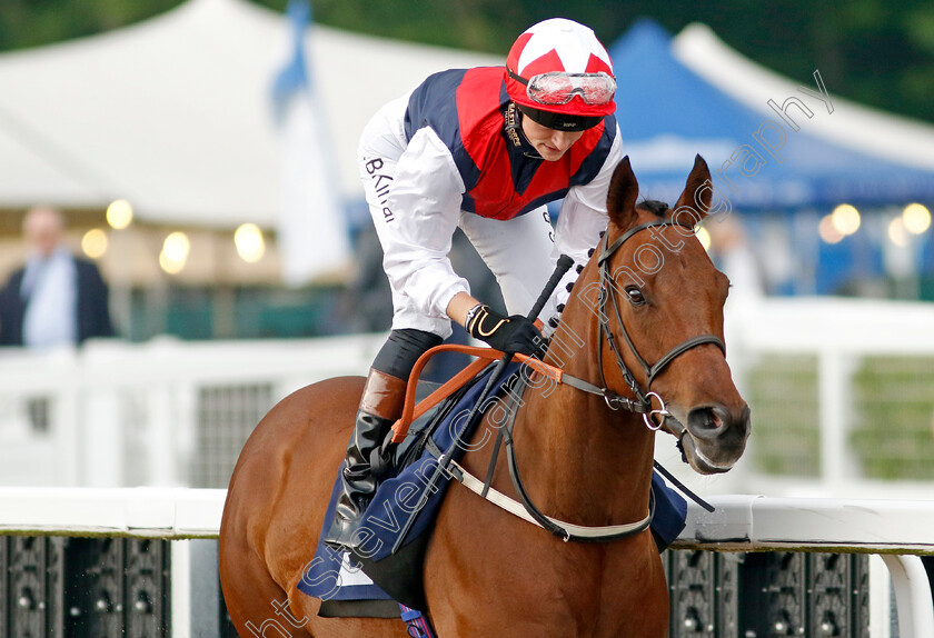 Copper-Knight 
 COPPER KNIGHT (Sean Kirrane)
Newcastle 24 Jun 2022 - Pic Steven Cargill / Racingfotos.com