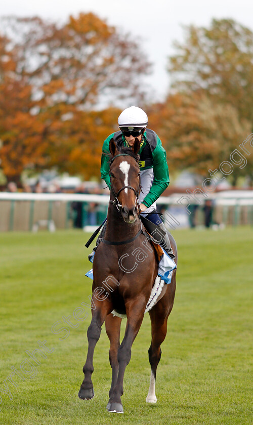 Limato-0001 
 LIMATO (Harry Bentley) winner of The Godolphin Stud And Stable Staff Awards Challenge Stakes Newmarket 13 Oct 2017 - Pic Steven Cargill / Racingfotos.com