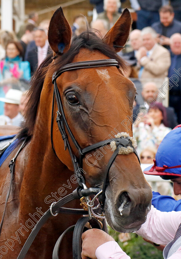 Content-0011 
 CONTENT winner of The Pertemps Network Yorkshire Oaks
York 22 Aug 2024 - Pic Steven Cargill / Racingfotos.com