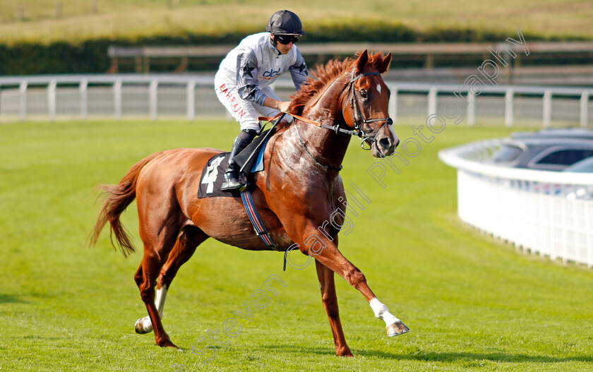 Tyson-Fury-0002 
 TYSON FURY (Tom Marquand)
Goodwood 22 Sep 2021 - Pic Steven Cargill / Racingfotos.com