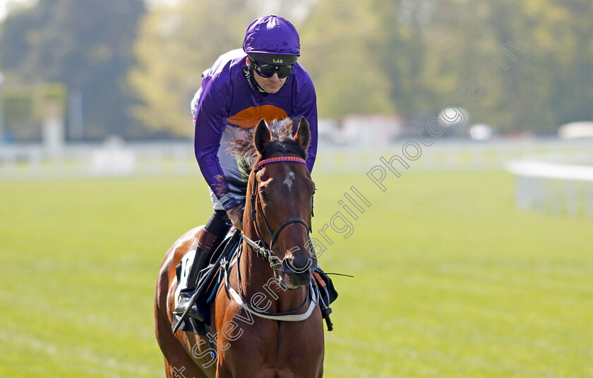 The-X-O-0002 
 THE X O (Robert Havlin)
Ascot 3 May 2023 - Pic Steven Cargill / Racingfotos.com