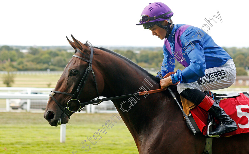 Dubai-Instinct-0002 
 DUBAI INSTINCT (Angus Villiers) before The Betway Casino Handicap
Sandown 31 Aug 2019 - Pic Steven Cargill / Racingfotos.com