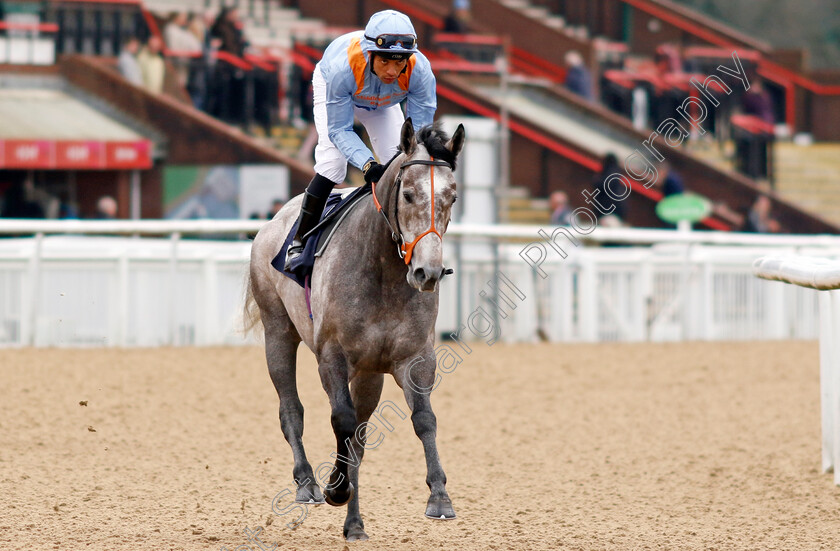 Shouldvebeenaring-0002 
 SHOULDVEBEENARING (Sean Levey)
Wolverhampton 9 Mar 2024 - Pic Steven Cargill / Racingfotos.com