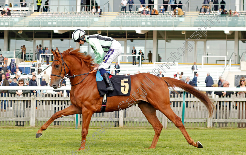 Like-A-Tiger-0002 
 LIKE A TIGER (Daniel Muscutt)
Newmarket 22 Sep 2022 - Pic Steven Cargill / Racingfotos.com