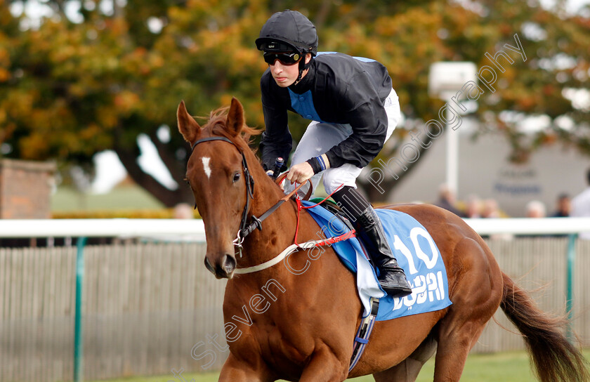 Tagline-0001 
 TAGLINE (Ross Coakley)
Newmarket 7 Oct 2022 - Pic Steven Cargill / Racingfotos.com