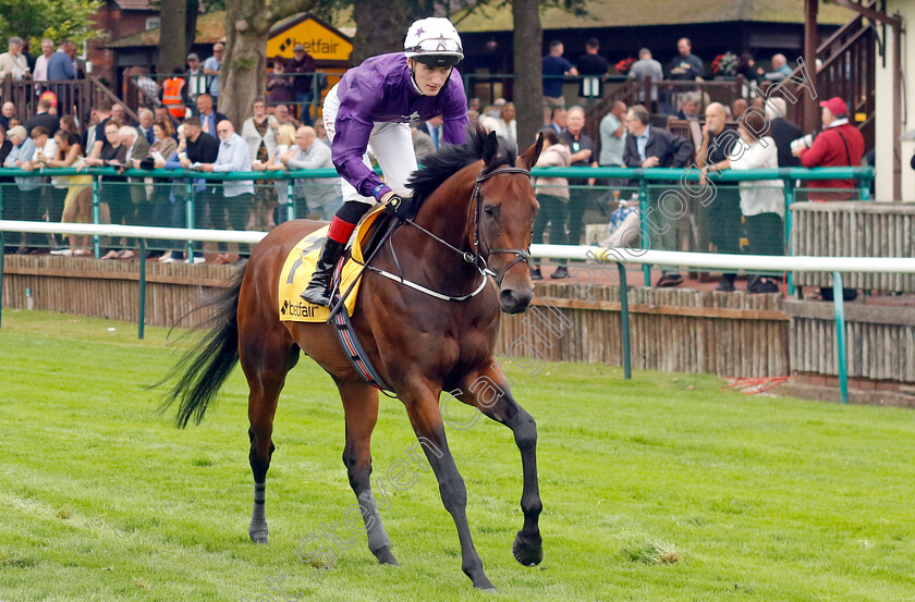 Bucanero-Fuerte-0001 
 BUCANERO FUERTE (David Egan)
Haydock 7 Sep 2024 - Pic Steven Cargill / Racingfotos.com