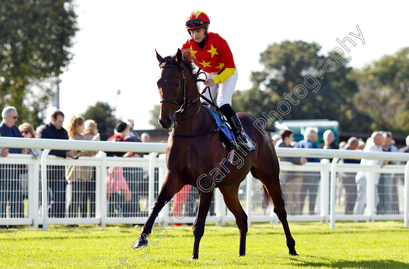 Frederickbarbarosa-0002 
 FREDERICKBARBAROSA (Nicky Mackay)
Salisbury 3 Oct 2018 - Pic Steven Cargill / Racingfotos.com