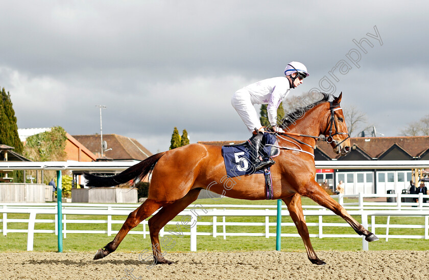 Beerenberg-0002 
 BEERENBERG (Thomas Greatrex) 
Lingfield 9 Mar 2022 - Pic Steven Cargill / Racingfotos.com