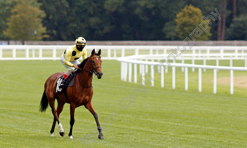 Zabeel-Queen-0001 
 ZABEEL QUEEN (Andrea Atzeni) before winning The Betfred Supports Jack Berry House British EBF Fillies Novice Stakes
Ascot 25 Jul 2020 - Pic Steven Cargill / Racingfotos.com