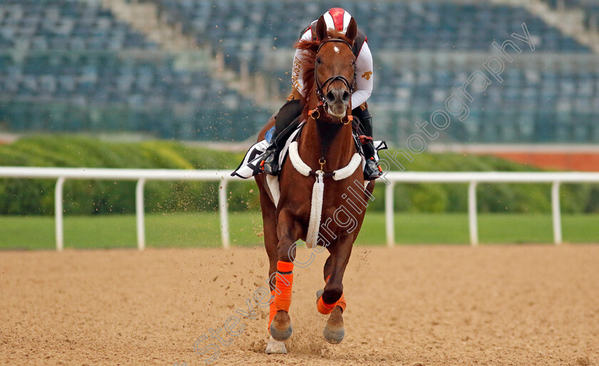 Clapton-0004 
 CLAPTON training at the Dubai Racing Carnival
Meydan 1 Feb 2024 - Pic Steven Cargill / Racingfotos.com