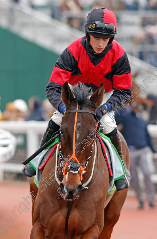 Paint-The-Dream-0001 
 PAINT THE DREAM (Connor Brace)
Cheltenham 1 Jan 2020 - Pic Steven Cargill / Racingfotos.com