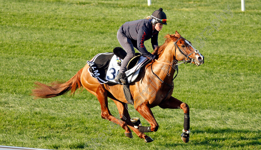 Itsatenfromlen-0005 
 ITSATENFROMLEN training at the Dubai Racing Carnival
Meydan 22 Jan 2025 - Pic Steven Cargill / Racingfotos.com