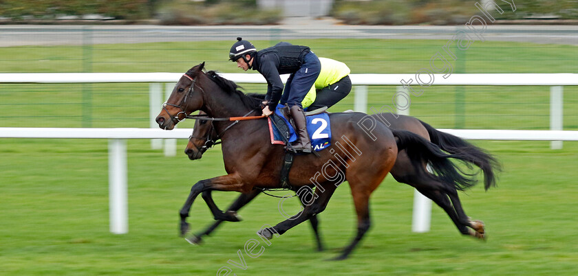 Dusart-0003 
 DUSART (James Bowen)
Coral Gold Cup Gallops Morning
Newbury 21 Nov 2023 - Pic Steven Cargill / Racingfotos.com