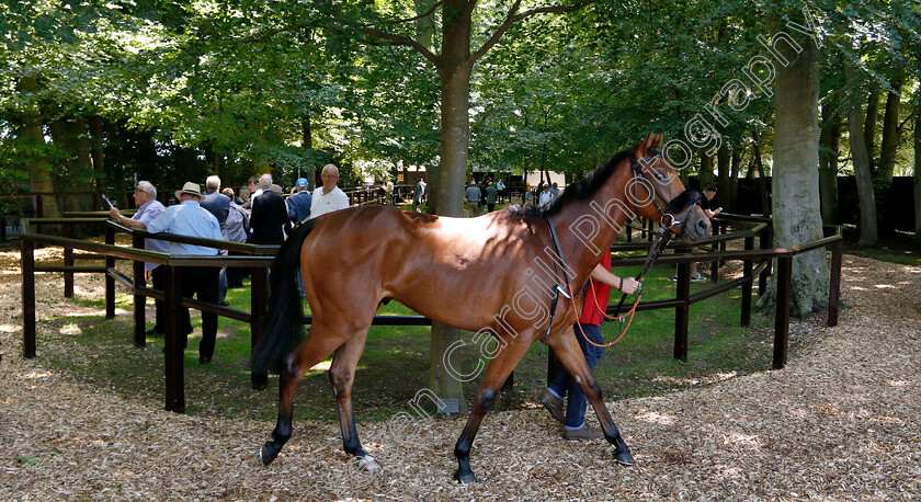 Newmarket-0004 
 Horses in the pre-parade ring
Newmarket 27 Jun 2019 - Pic Steven Cargill / Racingfotos.com