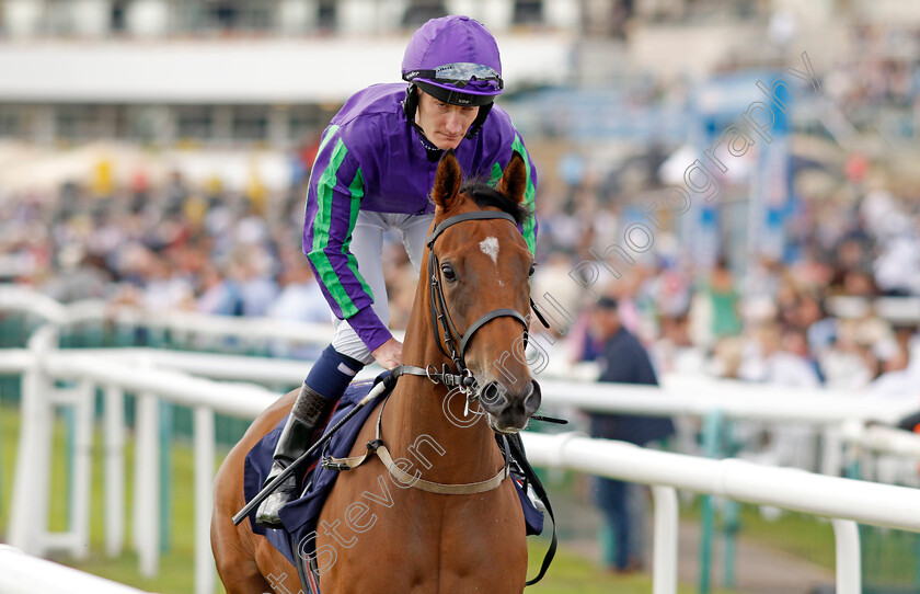 Flavor-0001 
 FLAVOR (Daniel Muscutt)
Doncaster 15 Sep 2023 - Pic Steven Cargill / Racingfotos.com