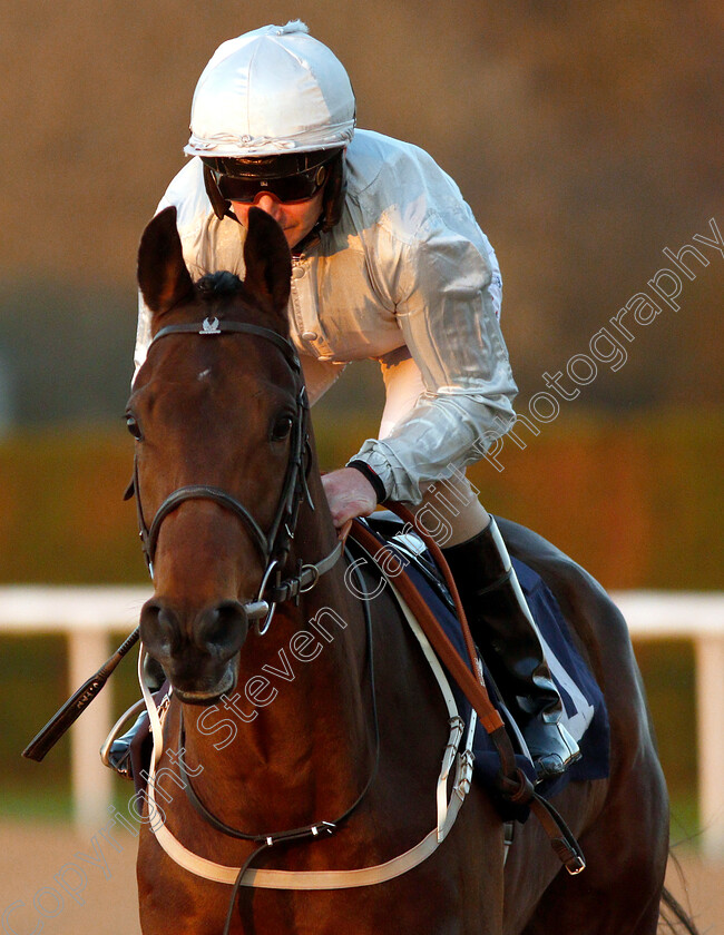 Bay-Of-Naples-0002 
 BAY OF NAPLES (Joe Fanning) before winning The Sun Racing Novice Stakes
Wolverhampton 26 Feb 2019 - Pic Steven Cargill / Racingfotos.com