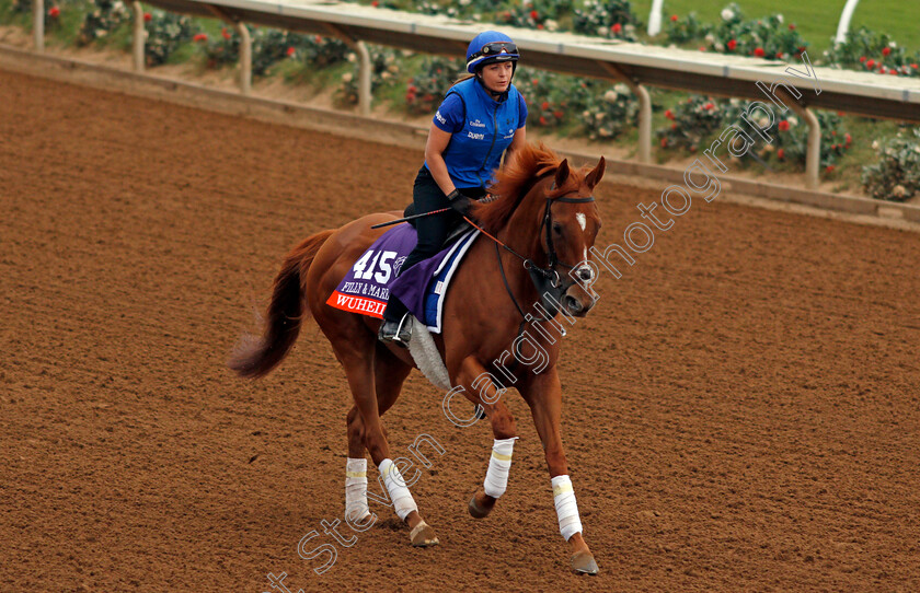 Wuheida-0001 
 WUHEIDA exercising at Del Mar USA in preparation for The Breeders' Cup Filly & Mare Turf 30 Oct 2017 - Pic Steven Cargill / Racingfotos.com