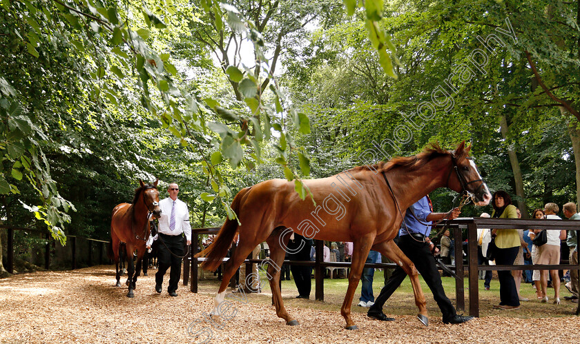 Victory-Salute-0002 
 VICTORY SALUTE in the pre-parade ring at Newmarket July Course
Newmarket 12 Jul 2018 - Pic Steven Cargill / Racingfotos.com