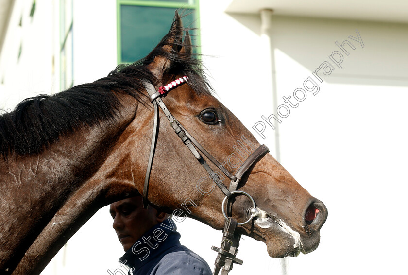 Alobayyah-0008 
 ALOBAYYAH winner of The British Stallion Studs EBF Fillies Novice Stakes
Yarmouth 22 Oct 2024 - Pic Steven Cargill / Racingfotos.com