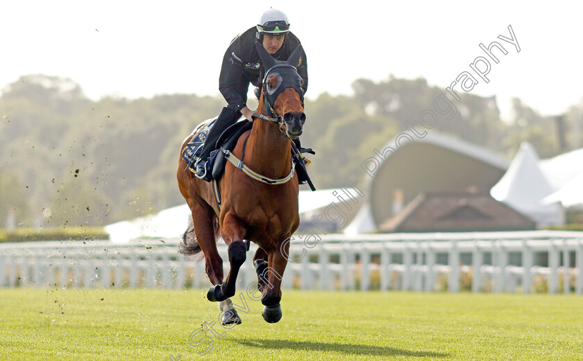 Home-Affairs-0012 
 HOME AFFAIRS - Australia to Ascot, preparing for the Royal Meeting.
Ascot 10 Jun 2022 - Pic Steven Cargill / Racingfotos.com