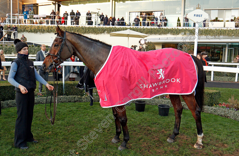 Sir-Valentino-0009 
 SIR VALENTINO after The Shawbrook Handicap Chase Ascot 25 Nov 2017 - Pic Steven Cargill / Racingfotos.com