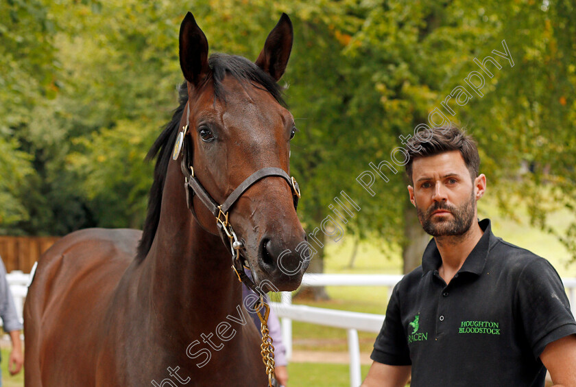 Lot-0088-colt-by-Sepoy-ex-Anosti-£47000-0002 
 TOP LOT; Lot 088, colt by Sepoy ex Anosti, after selling for £47000 at Ascot Yearling Sale 12 Sep 2017 - Pic Steven Cargill / Racingfotos.com