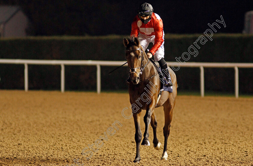 Simple-Star-0002 
 SIMPLE STAR (Ben Curtis)
Wolverhampton 24 Nov 2020 - Pic Steven Cargill / Racingfotos.com