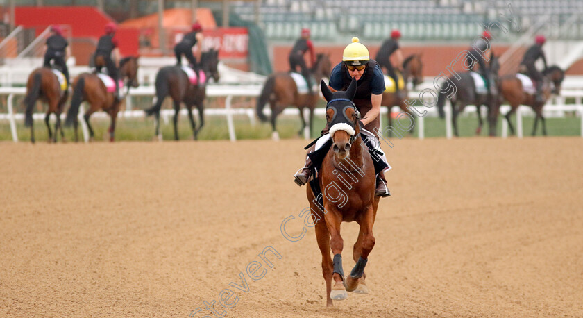 Giavellotto-0001 
 GIAVELLOTTO training for The Dubai Gold Cup
Meydan Dubai 26 Mar 2024 - Pic Steven Cargill / Racingfotos.com