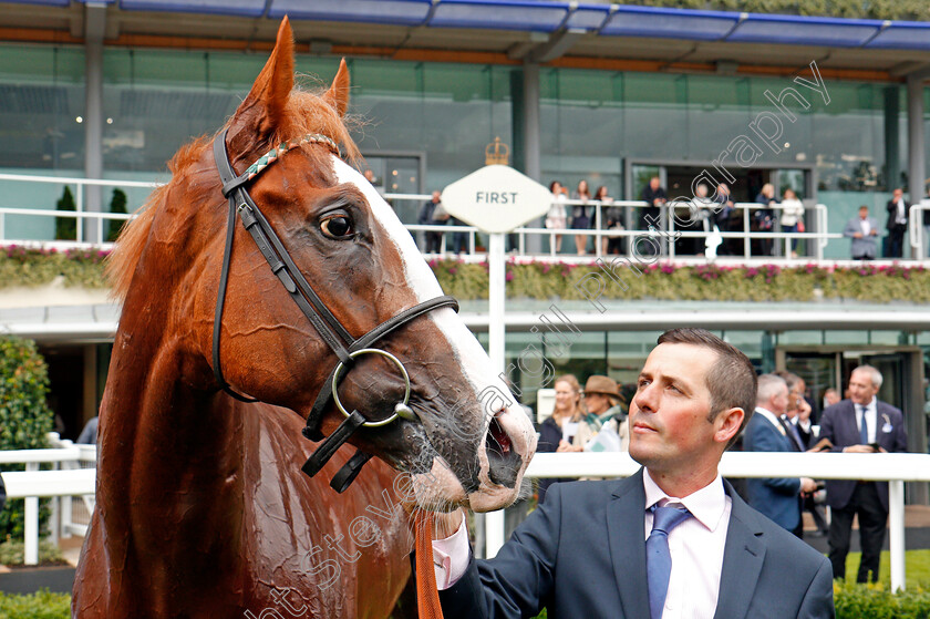 Herculean-0013 
 HERCULEAN after The Charbonnel Et Walker British EBF Maiden Stakes Ascot 8 Sep 2017 - Pic Steven Cargill / Racingfotos.com