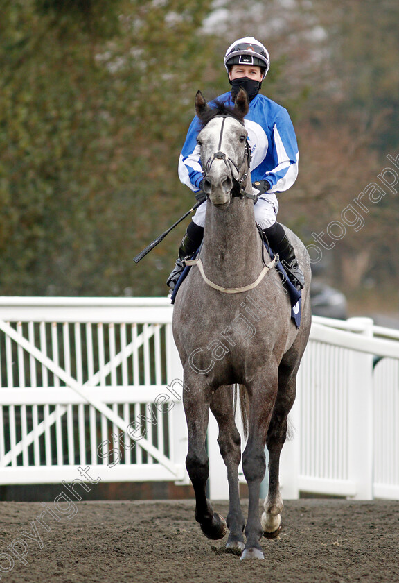 Toronado-Grey-0001 
 TORONADO GREY (Tom Queally) winner of The Get Your Ladbrokes Daily Odds Boost Novice Median Auction Stakes
Lingfield 9 Jan 2021 - Pic Steven Cargill / Racingfotos.com