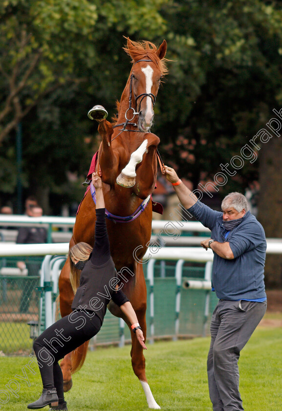 City-Storm-0001 
 CITY STORM giving his handlers a spot of bother before going to the start and finishing last
Haydock 3 Sep 2020 - Pic Steven Cargill / Racingfotos.com