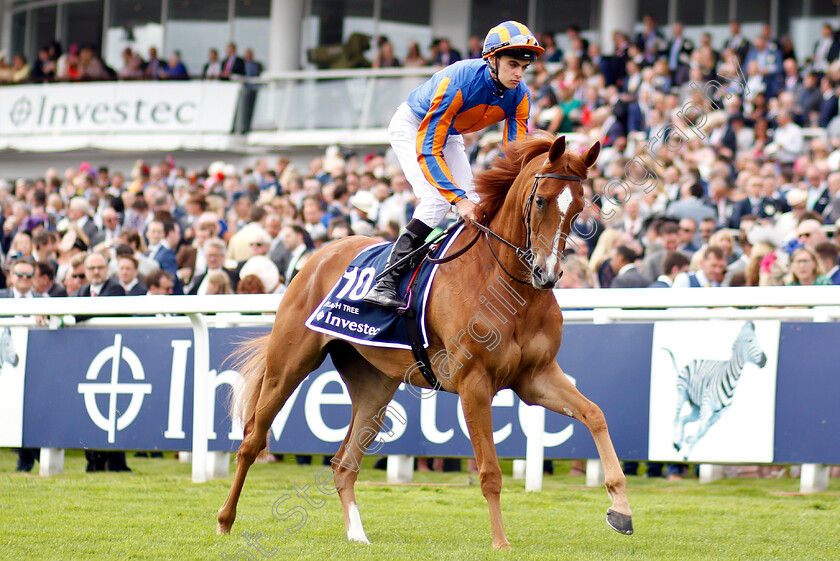 Peach-Tree-0001 
 PEACH TREE (Donnacha O'Brien)
Epsom 31 May 2019 - Pic Steven Cargill / Racingfotos.com