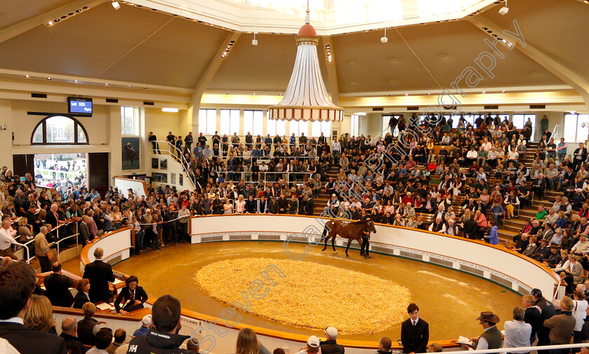 Lot-0325-colt-by-Dubawi-x-Dar-Re-Mi-0003 
 Lot 325 a colt by Dubawi x Dar Re Mi selling at Tattersalls Yearling Sale Book1 for 3.5million guineas
Newmarket 10 Oct 2018 - Pic Steven Cargill / Racingfotos.com