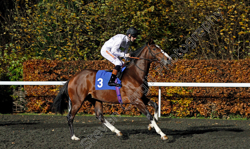 Duke-Of-Alba-0001 
 DUKE OF ALBA (Dougie Costello) Kempton 22 Nov 2017 - Pic Steven Cargill / Racingfotos.com