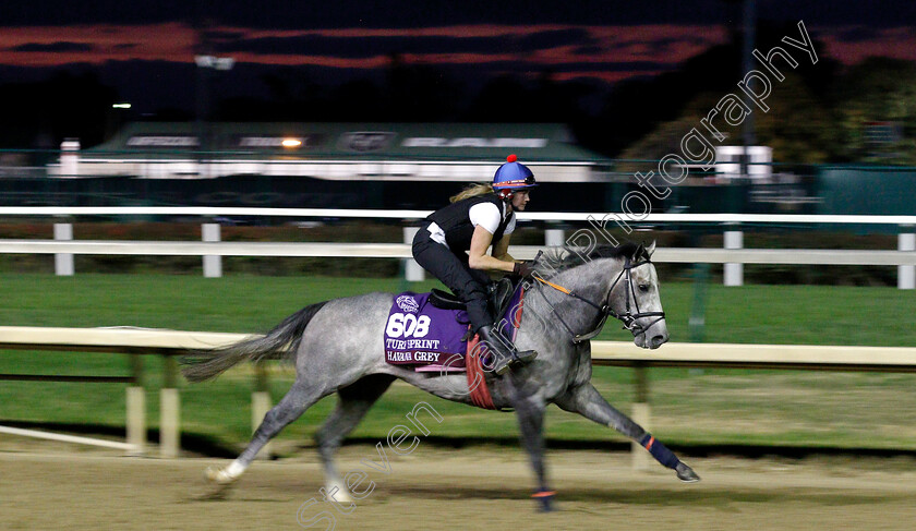 Havana-Grey-0001 
 HAVANA GREY exercising ahead of The Breeders' Cup Turf Sprint
Churchill Downs USA 31 Oct 2018 - Pic Steven Cargill / Racingfotos.com