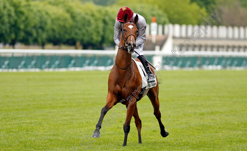 Atlantic-Ways-0001 
 ATLANTIC WAYS (A Pouchin)
Longchamp 12 May 2024 - Pic Steven Cargill / Racingfotos.com