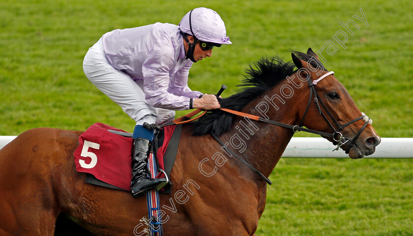 Il-Bandito-0005 
 IL BANDITO (William Buick) wins The Betway Casino Handicap
Haydock 29 May 2021 - Pic Steven Cargill / Racingfotos.com