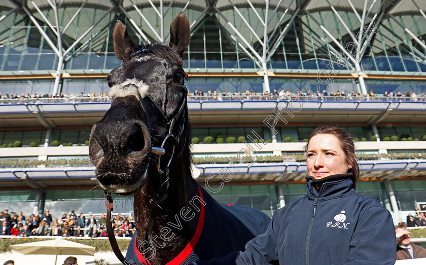 Black-Corton-0016 
 BLACK CORTON after winning The Sodexo Reynoldstown Novices Chase Ascot 17 Feb 2018 - Pic Steven Cargill / Racingfotos.com