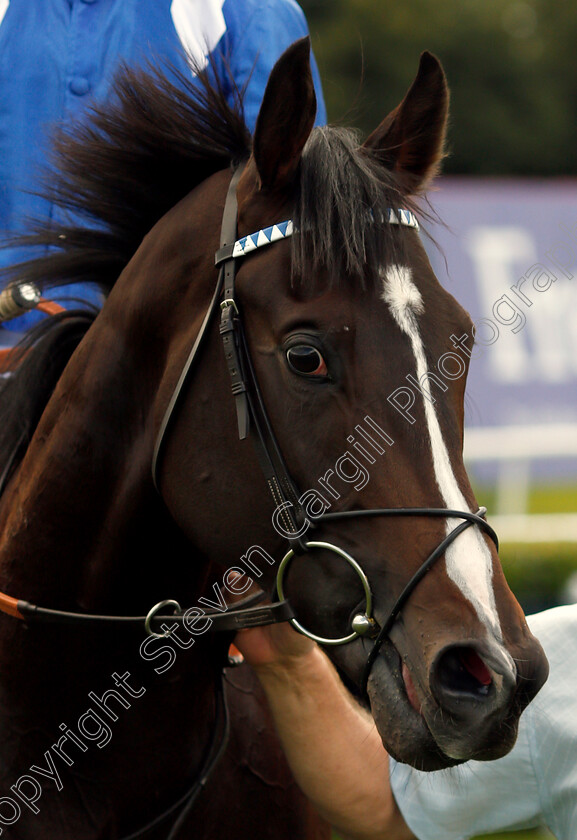 Shabaaby-0009 
 SHABAABY after The Irish Stallion Farms EBF Stakes Doncaster 13 Sep 2017 - Pic Steven Cargill / Racingfotos.com