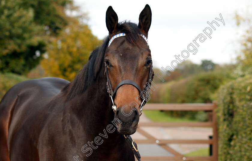 Bated-Breath-ex-Lifting-Me-Higher-0003 
 Bated Breath ex Lifting Me Higher yearling
Shadwell 24 Oct 2018 - Pic Steven Cargill