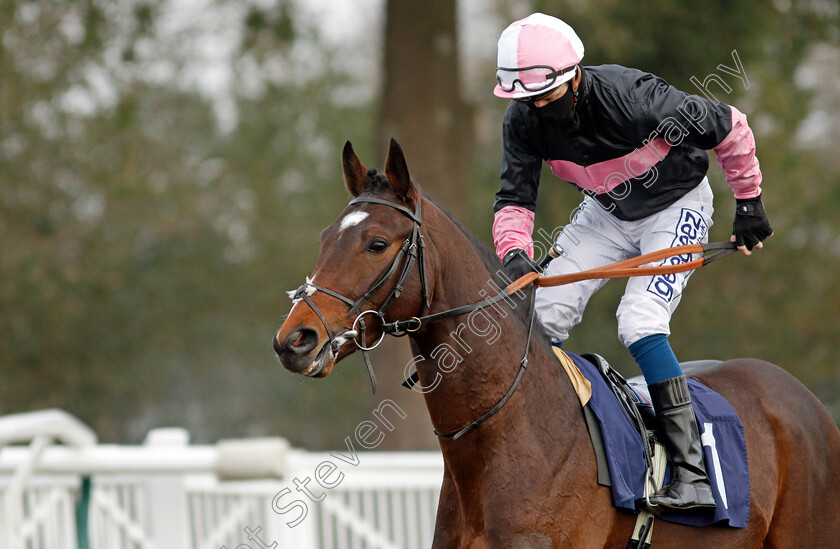 Discomatic-0001 
 DISCOMATIC (David Probert)
Lingfield 9 Jan 2021 - Pic Steven Cargill / Racingfotos.com