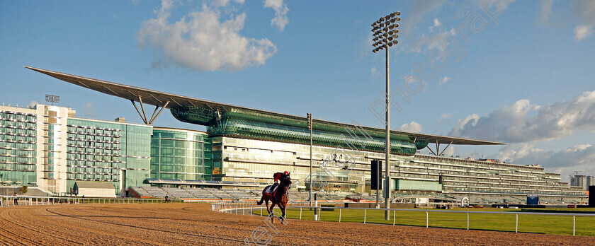 Russian-Emperor-0002 
 RUSSIAN EMPEROR training for the Sheema Classic
Meydan, Dubai, 23 Mar 2023 - Pic Steven Cargill / Racingfotos.com