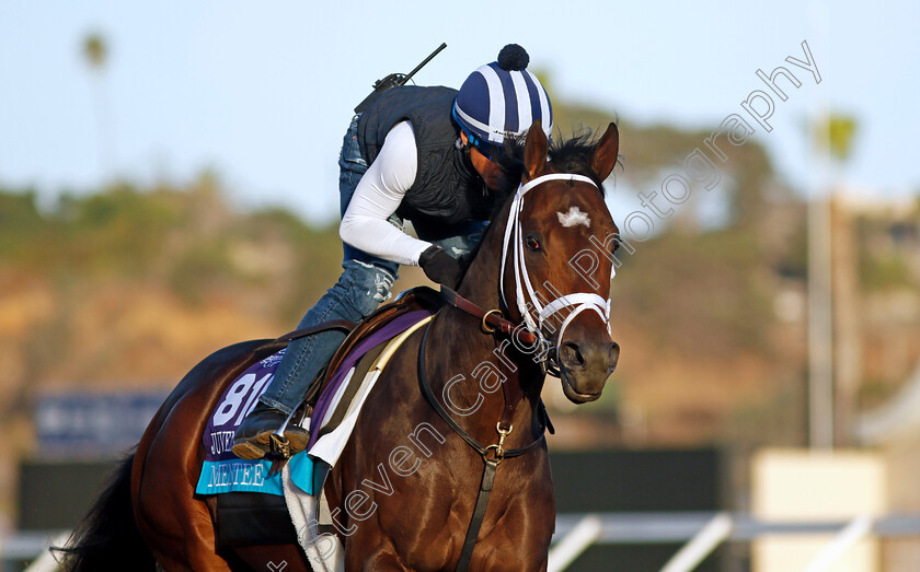 Mentee-0001 
 MENTEE training for the Breeders' Cup Juvenile Turf
Del Mar USA 31 Oct 2024 - Pic Steven Cargill / Racingfotos.com