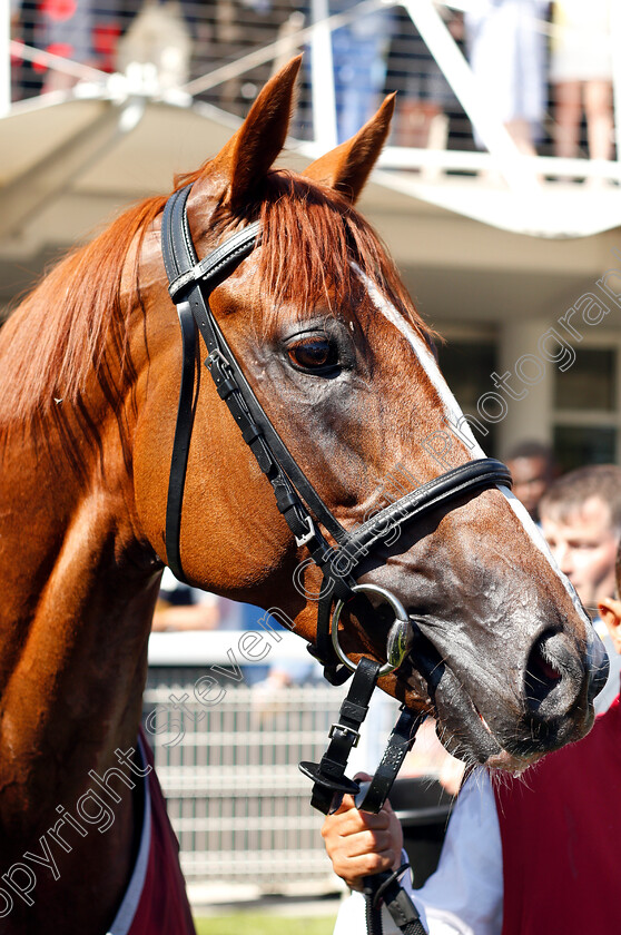 Stradivarius-0011 
 STRADIVARIUS after The Qatar Goodwood Cup
Goodwood 31 Jul 2018 - Pic Steven Cargill / Racingfotos.com