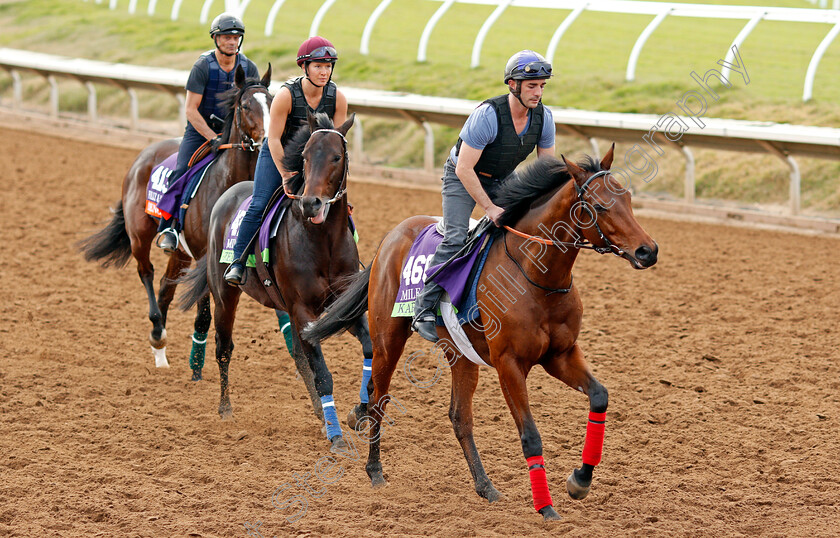 Karar-Zelzal-and-Senga 
 KARAR, ZELZAL and SENGA training for The Breeders' Cup at Del Mar USA, 1 Nov 2017 - Pic Steven Cargill / Racingfotos.com