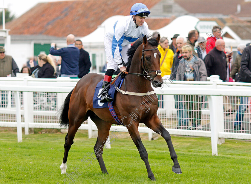 Ideal-Guest-0001 
 IDEAL GUEST (Tom Queally)
Yarmouth 14 Sep 2021 - Pic Steven Cargill / Racingfotos.com